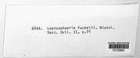 Phaeosphaeria fuckelii image